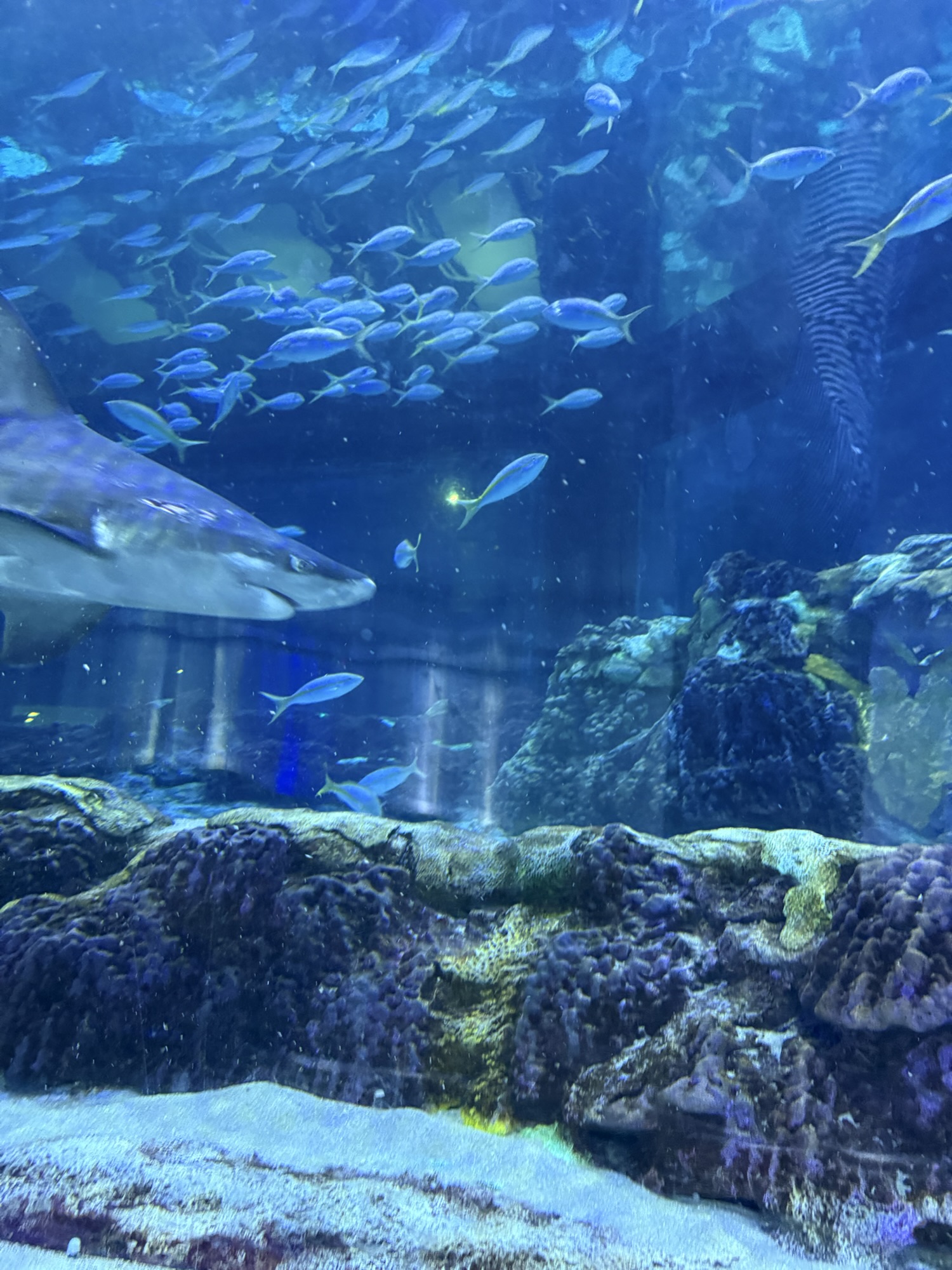 SeaWorld Orlando Dives into Shark Appreciation Week with a Frenzy of Events
