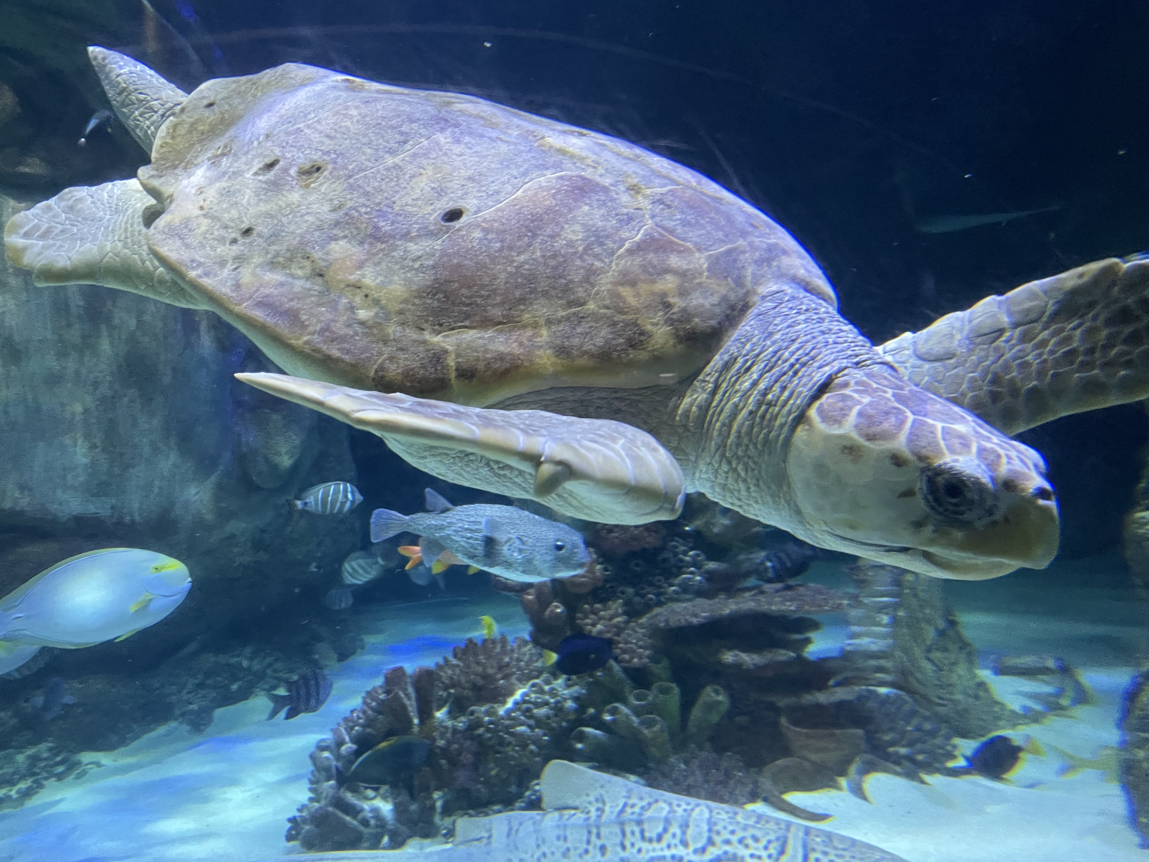 SEA LIFE Orlando Fins and Flights Is the Perfect Date Night for Beer Lovers